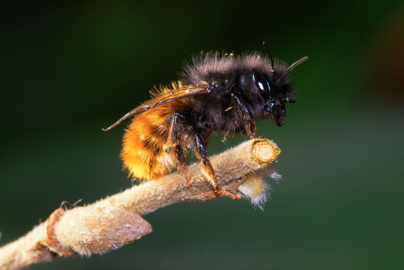 parc à abeilles 